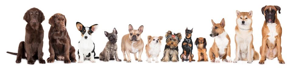 Marietta Doggy Daycare